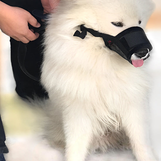 museliere-petit-chien-pour-petite-race-noire