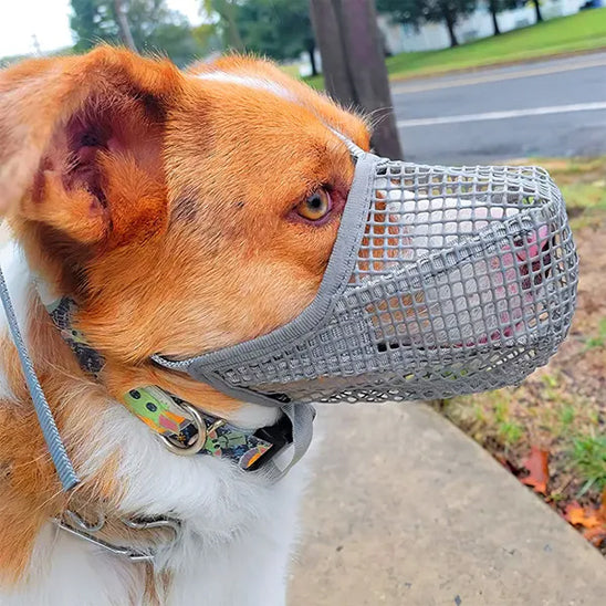 museliere-pour-chien-anti-morsure