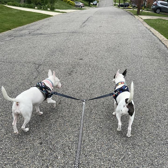 Double laisse Chien | FunnyDuo âą