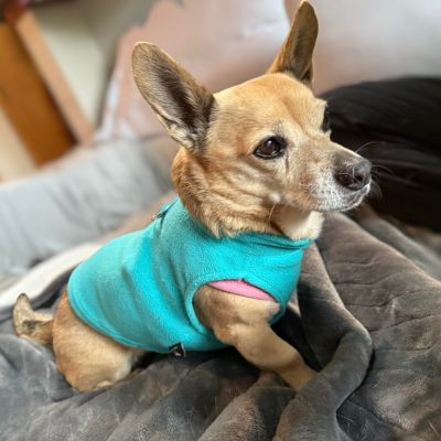 pull-chien-bleu-chaud-hivernal-puppyheat