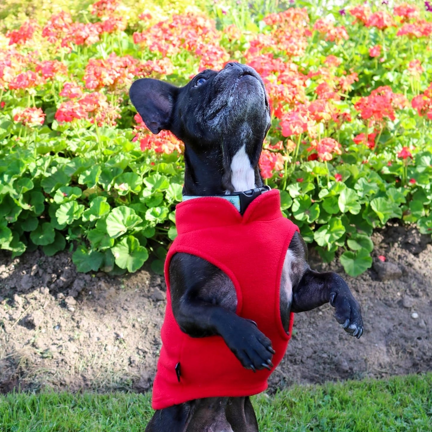 pull-chien-rouge-hiver-anti-froid-puppyheat