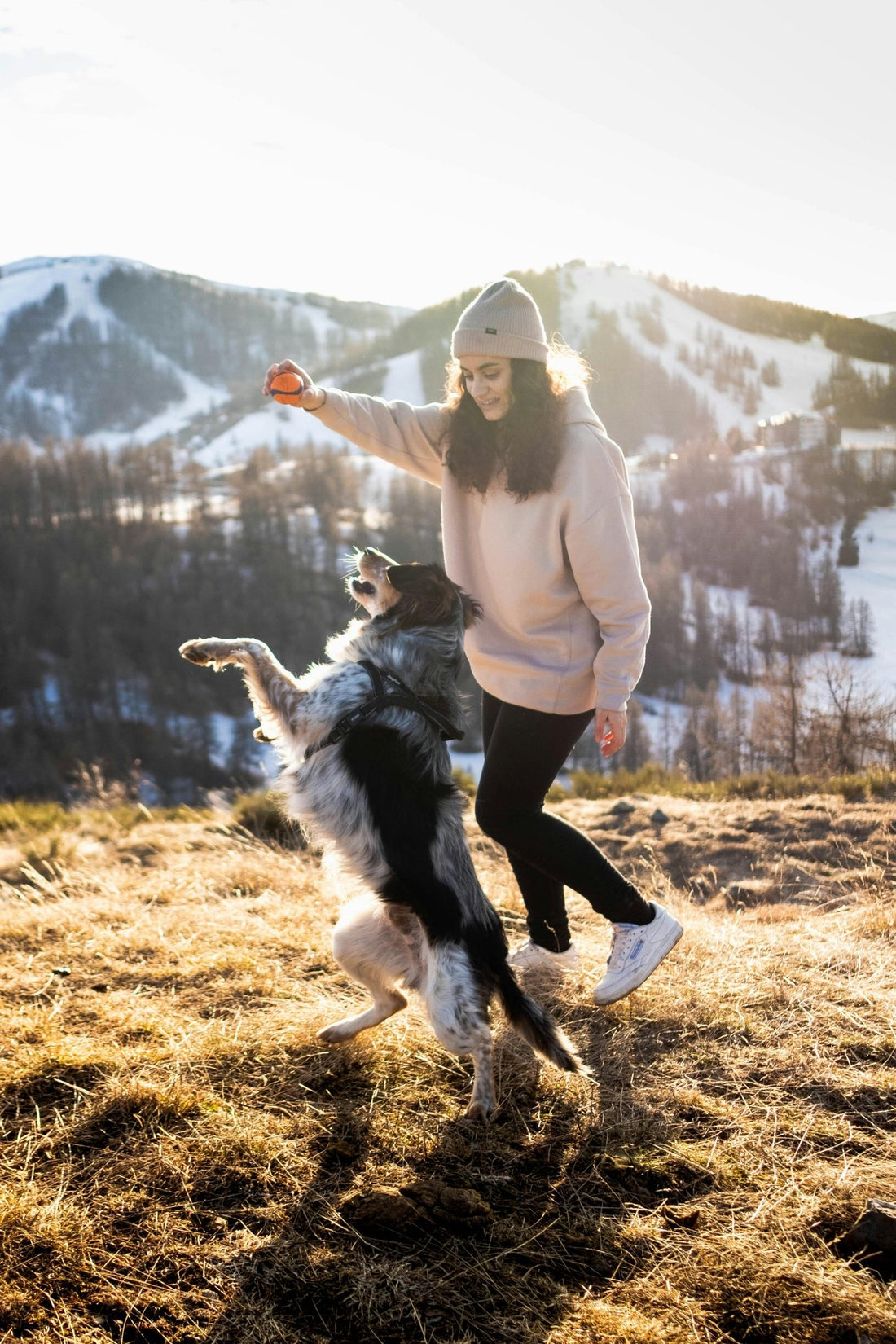 Les clés indispensables pour choisir le harnais pour chien - My-doggy-zen.com