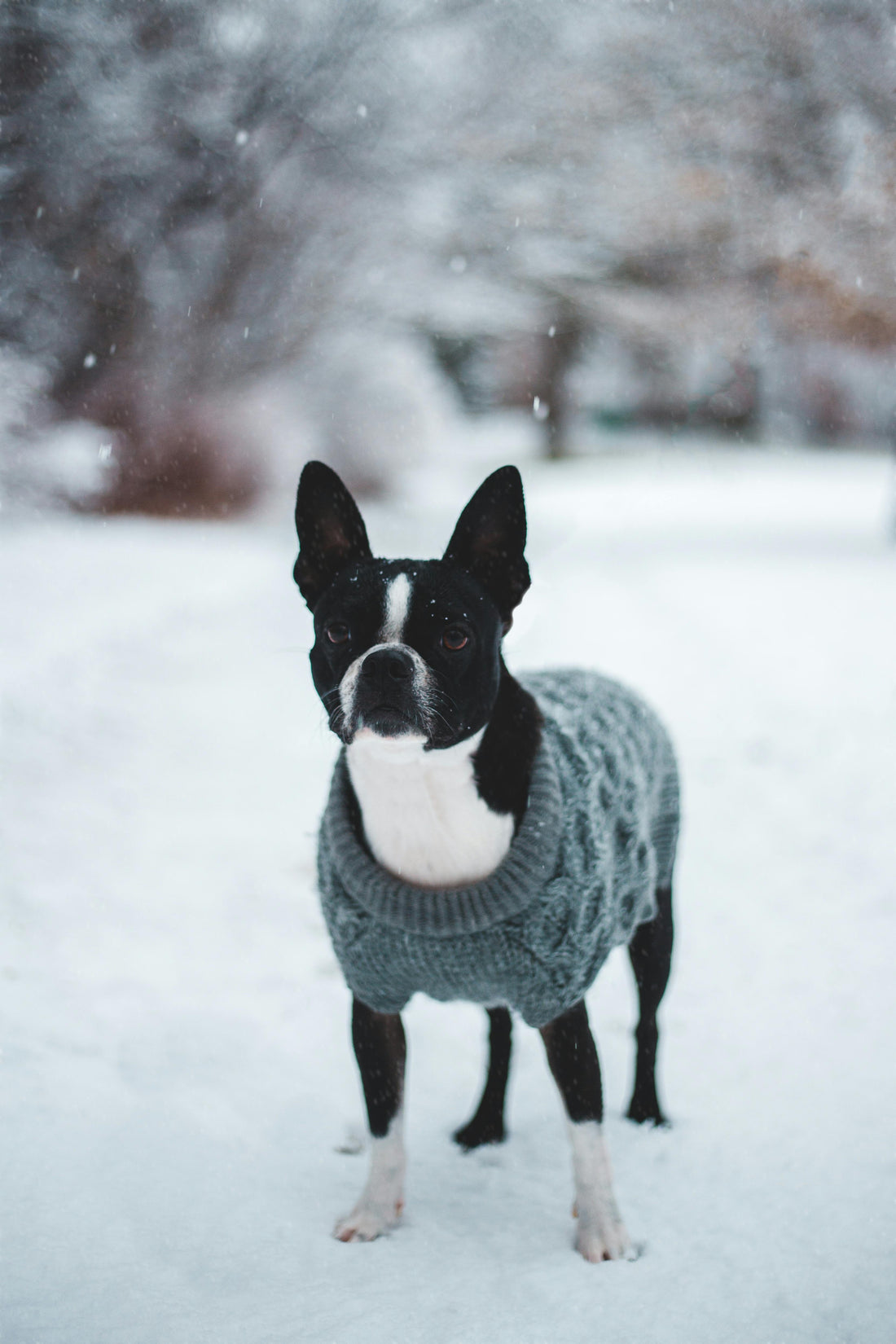 6 bonnes raisons de protéger votre poilu d'un manteau chien l'hiver