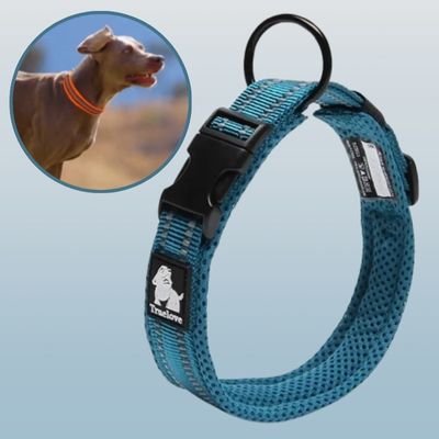 Collier-chien-reflechissant-bleu