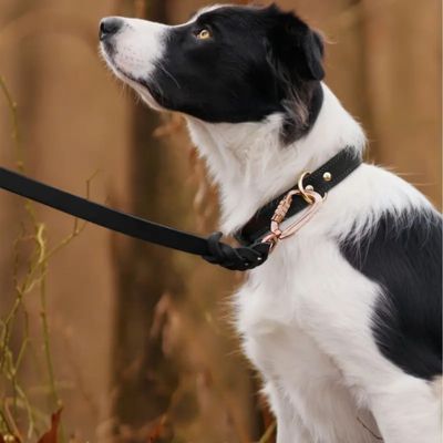 Collier Cuir Chien | Luxcuir™