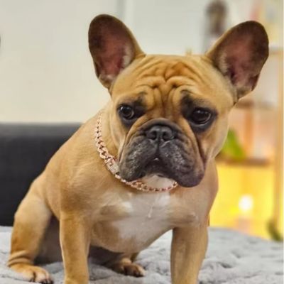 Collier Chaine Pour Chien | BelaBobbyChic™