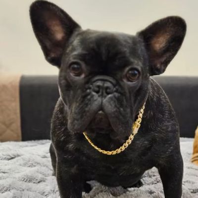 Collier Chaine Pour Chien | BelaBobbyChic™