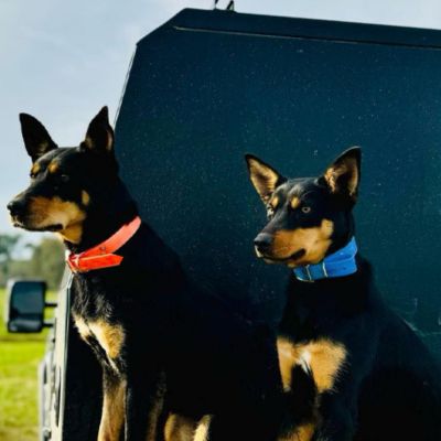 Collier pour chien | ProofPaw™