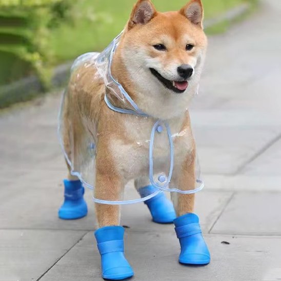 Akita avec chaussure chien bleue caoutchouc heureux en forêt