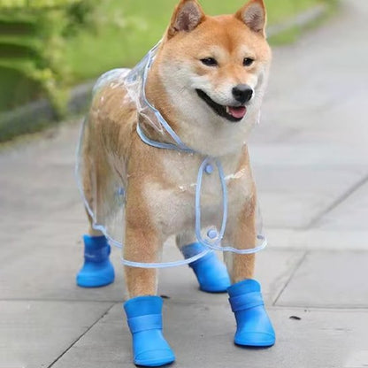 Akita avec chaussure chien bleue caoutchouc heureux en forêt