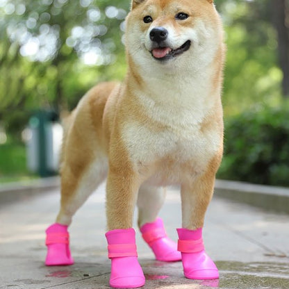 akita avec chaussure chien rose caoutchouc en balade