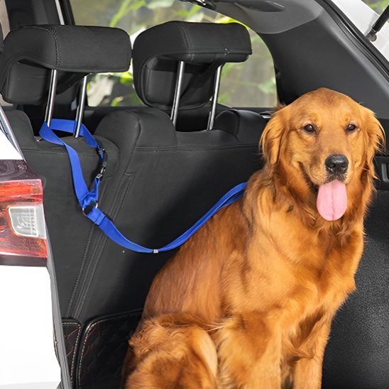 attache ceinture de sécurité pour chien bleue FidelAttache golden retriever voiture