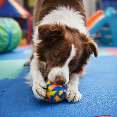 Balle chien indestructible TreatBall surface lisse 