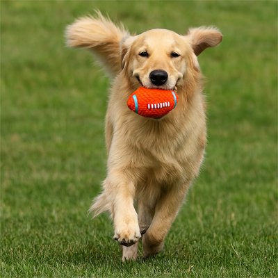 Balle pour Chien DogRush golden course
