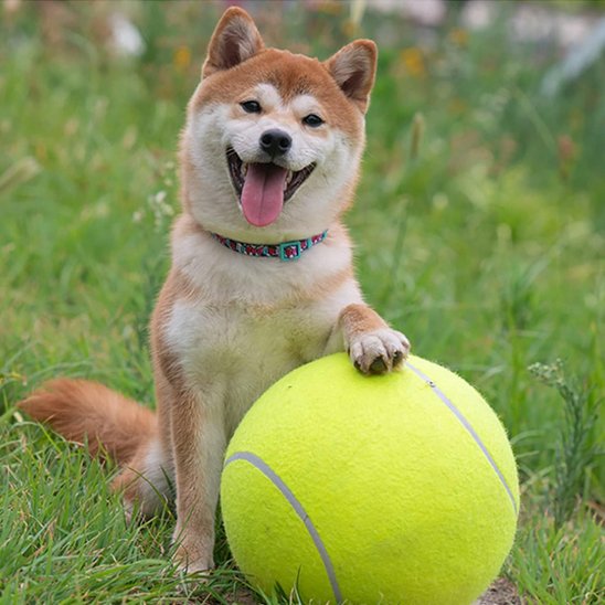 Balle pour chien MegaFetch akita jeu
