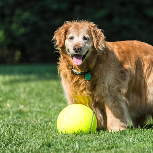 Balle pour chien MegaFetch chien golden entrainement parc