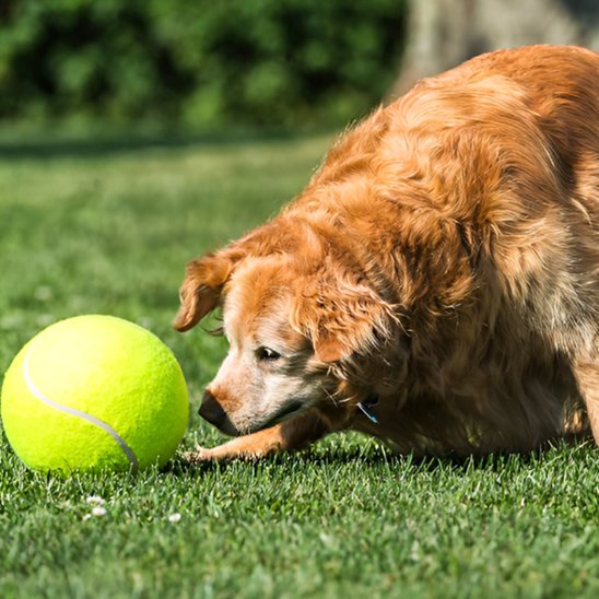 Balle pour chien MegaFetch