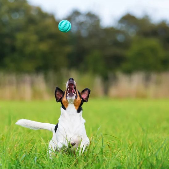 Balle pour chien SnackBounce bleu friandises jeux