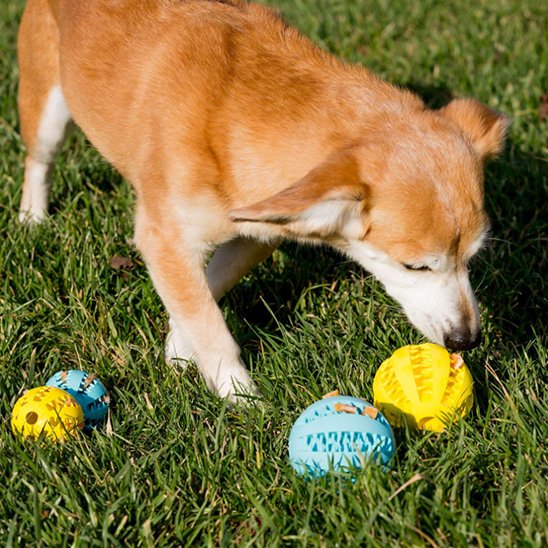 Balle pour chien SnackBounce friandises entrainement