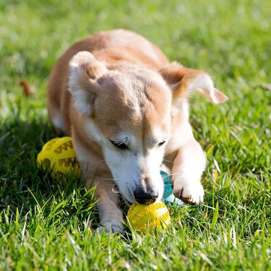 Balle pour chien SnackBounce jaune friandises jeux