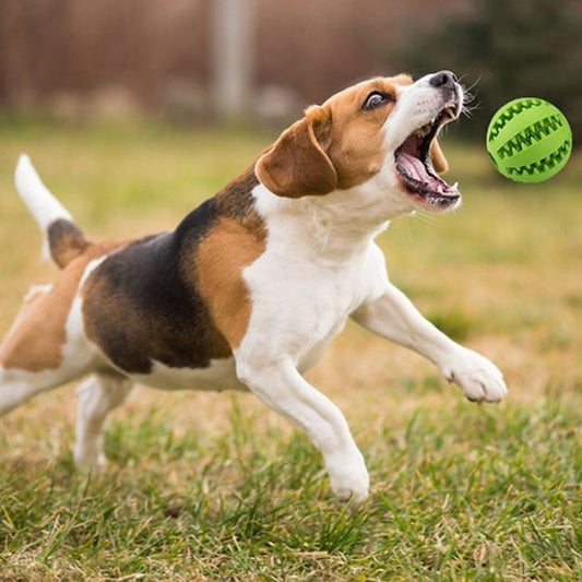 Balle pour chien SnackBounce verte friandises jeux