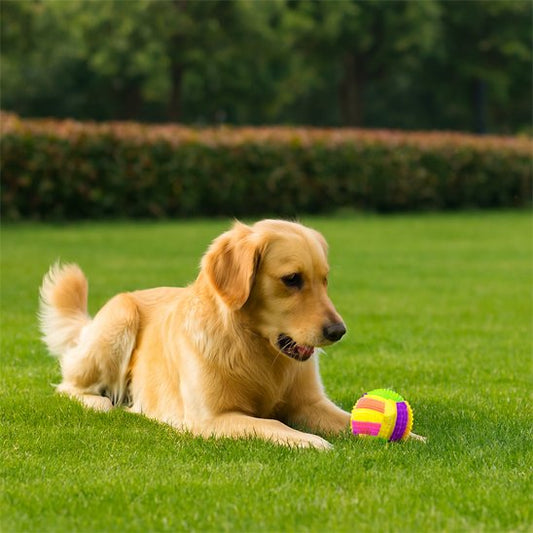 Balle pour chien WoufRainbow labrador jeu parc