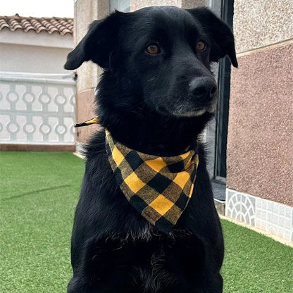 Bandana Chien careaux jaune et noir chien noir dans jardin