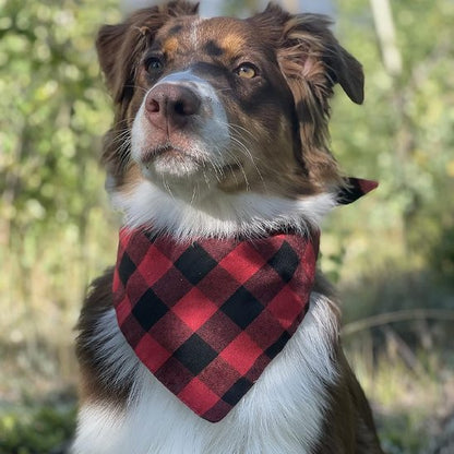 Bandana Chien carreaux rouge et noir chien heureux en balade