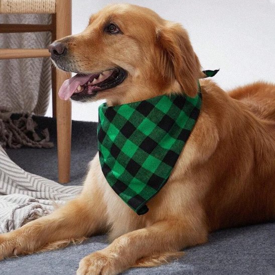 Bandana Chien carreaux vert et noir sur labrador