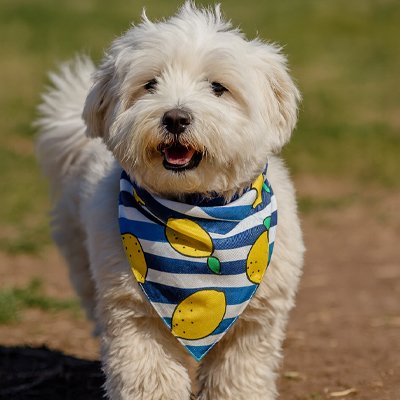 Bandana pour Chien mignon motifs citron et rayures bleues avec bichon heureux