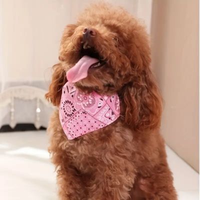 Bandana Pour Chien - Collier | FunzeePet™