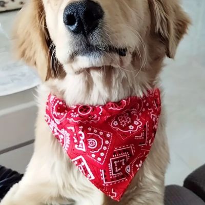 Bandana Pour Chien - Collier | FunzeePet™