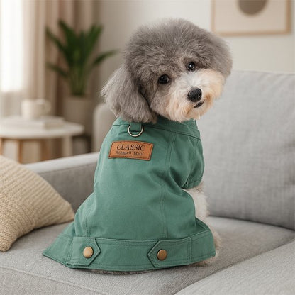 Bichon assis avec Vetement pour chien vert sapin style mignon élégant