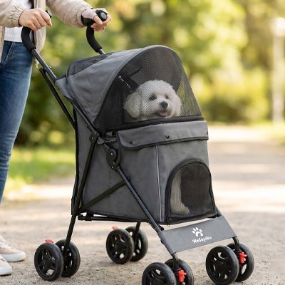 bichon dans Poussette chiens Mobiconfort grise heureux en balade