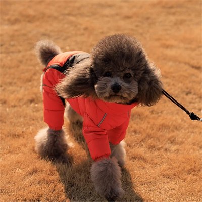 bichon portant Doudoune Chien orange noire thermique confortable 