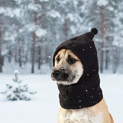 Bonnet chien​ noir petit pompon mignon