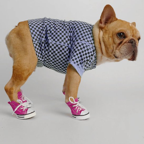 Bulldog avec Basket pour Chien rose style sneakers