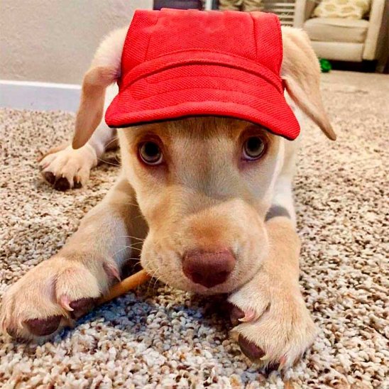 Casquette pour petit chien Pupper rouge vif