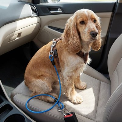 Ceinture de sécurité pour chien AttachToutou bleue résistante