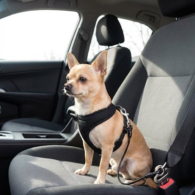 Ceinture de sécurité pour chien AttachToutou noir chiwawa