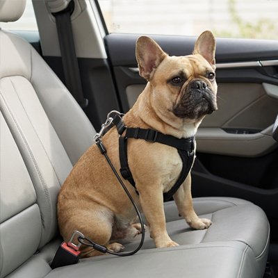 Ceinture de sécurité pour chien AttachToutou noir bulldog
