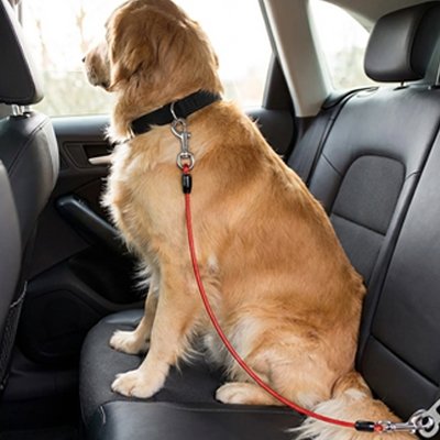 Ceinture de sécurité pour chien AttachToutou rouge chien golden 