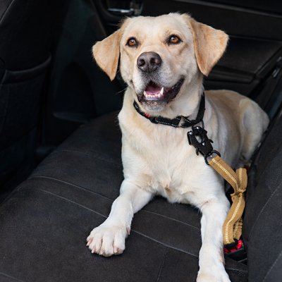 Ceinture de sécurité pour chien Canisecure labrador