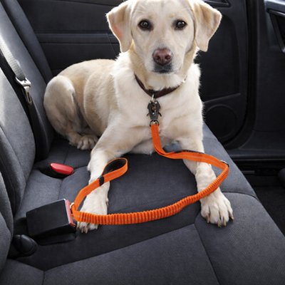 Ceinture de sécurité pour chien Canisecure orange labrador 