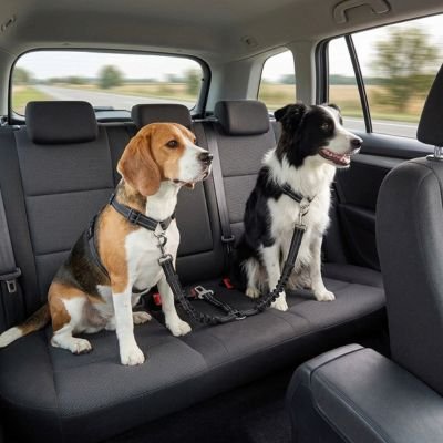 Ceinture de sécurité pour chien DoubleSecurity deux chiens voiture