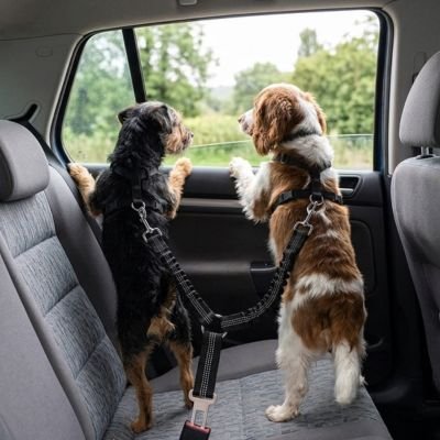 Ceinture de sécurité pour chien DoubleSecurity universelle deux chien