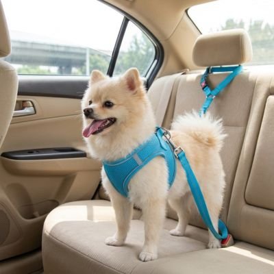 Ceinture de sécurité pour chien PatteAssure bleu robuste  spitz 