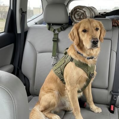 Ceinture de sécurité pour chien PatteNomade kaki robuste