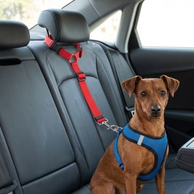 Ceinture de sécurité pour chien PatteNomade rouge ajustable