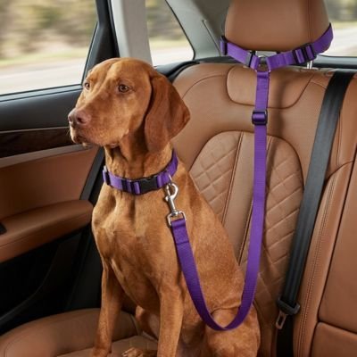Ceinture de sécurité pour chien PatteNomade violette design